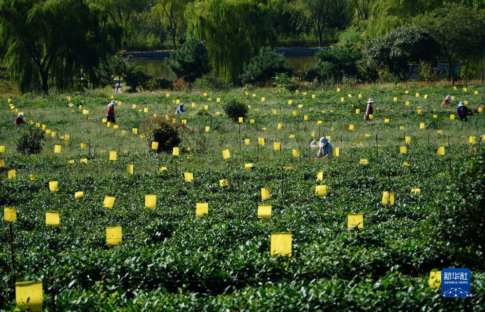 奔驰游戏